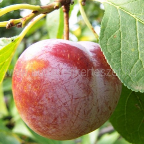 Prunus domestica 'Althann ringló' - ringló