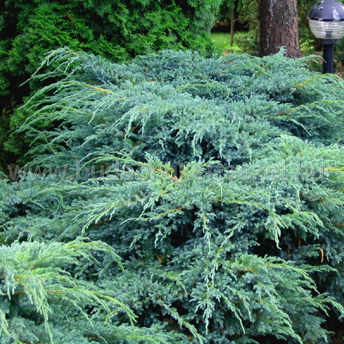 Juniperus squamata 'Blue Carpet' - Himalájai törpeboróka kék szőnyeg