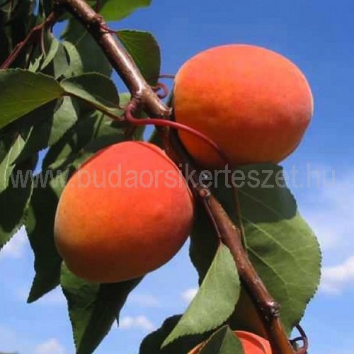 Prunus armeniaca 'Bergeron' - kajszibarack