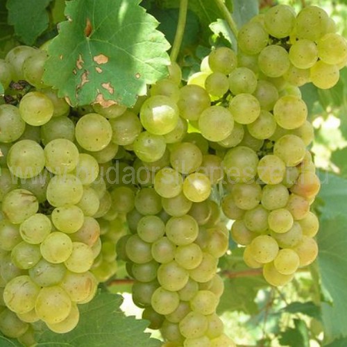 Vitis vinifera 'Bolgár rezi' - rezisztens különleges csemege szőlő