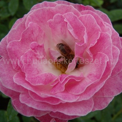 Rosa 'Sorbet Pink' virágágyi, ágyás rózsa
