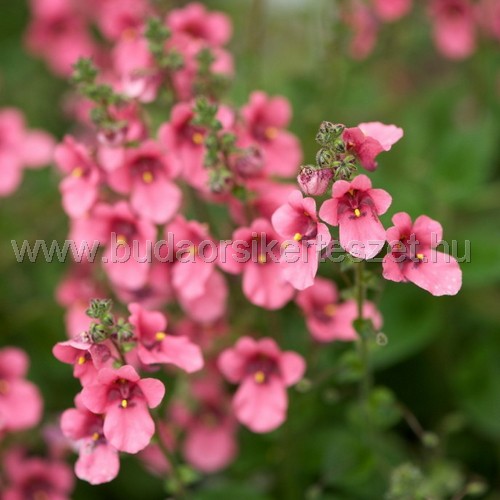 Diascia - Kanálajak