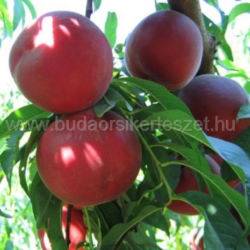 Prunus persica 'Champion' - őszibarack