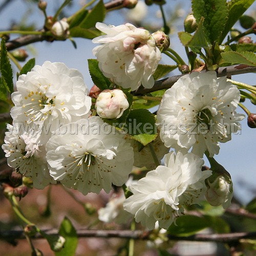 Prunus cerasus 'Rhexii' - Díszcseresznye