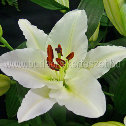 Lilium oriental hybrid 'Rialto' - Liliom
