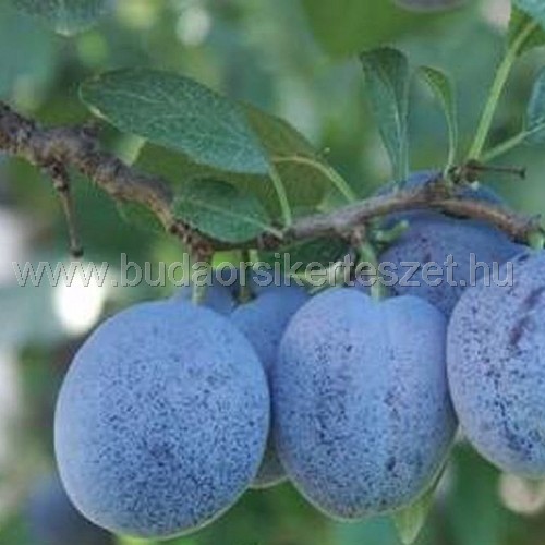 Prunus domestica 'Cacanska Lepotika' - szilva