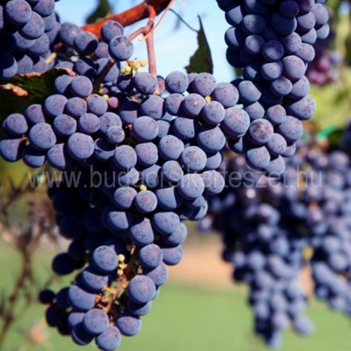 Vitis vinifera 'Merlot' - vörös borszőlő