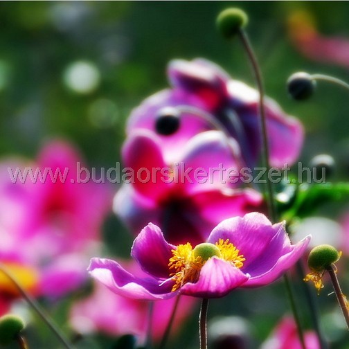 Anemone x hybrida 'Splendens' - kerti szellőrózsa