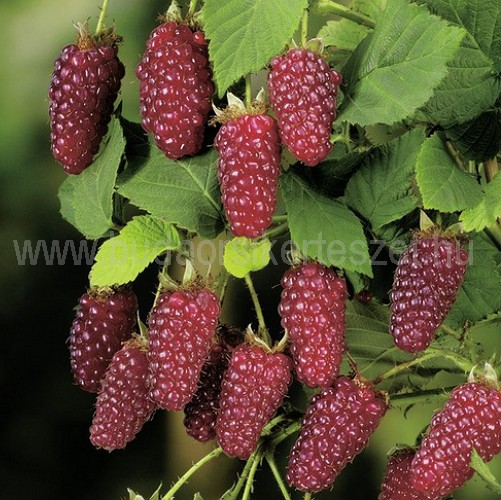 Rubus hybrid 'Buckingham Tayberry' - szedermálna - tövis nélkül