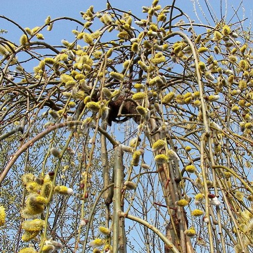 Salix caprea 'Pendula' - Csüngő fűz
