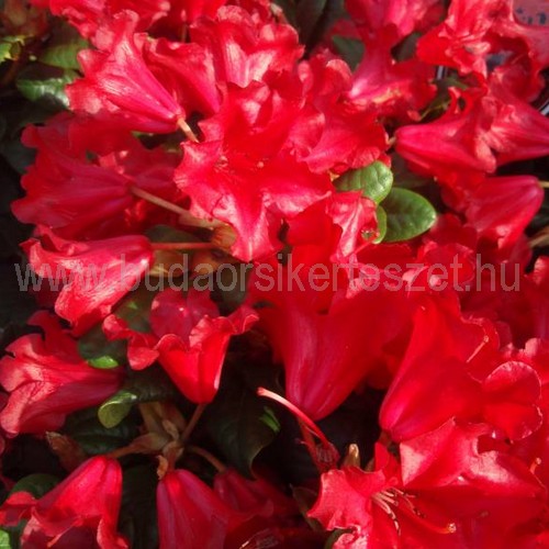 Rhododendron 'Scarlet Wonder' - Rhododendron