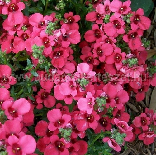 Diascia - Kanálajak