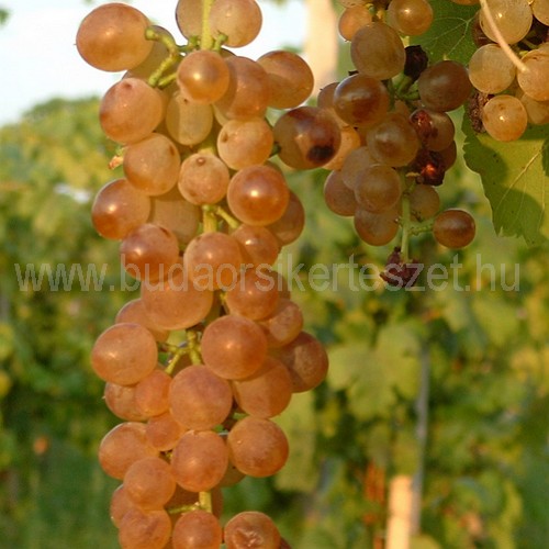 Vitis vinifera 'Bianca' - rezisztens fehér borszőlő