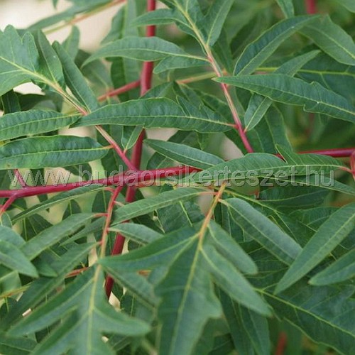 Rhus glabra 'Laciniata' - Torzsás ecetfa