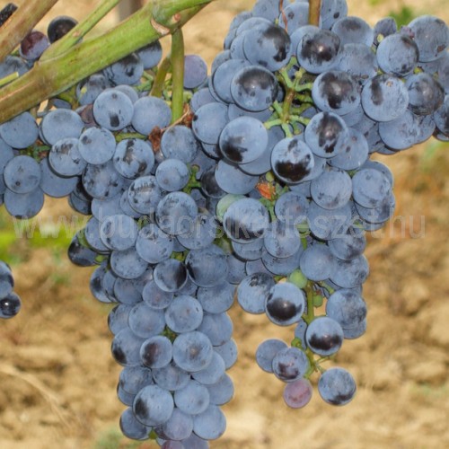 Vitis vinifera 'Othello' - rezisztens vörös borszőlő