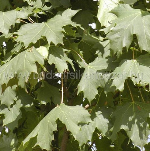 Acer platanoides 'Olmsted' - Oszlopos juhar