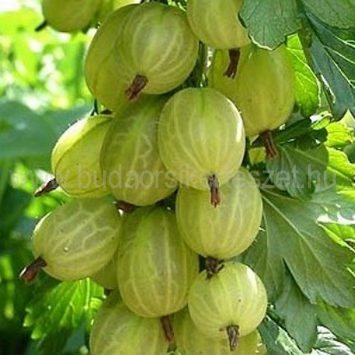 Ribes uva-crispa 'In Victa' - egres