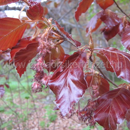 Fagus sylvatica 'Atropunicea' - Vérbükk