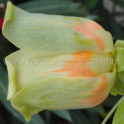 Liriodendron tulipifera - tulipánfa