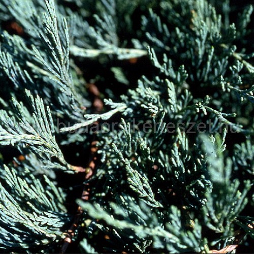 Juniperus horizontalis 'Glauca' - Kék terülő boróka