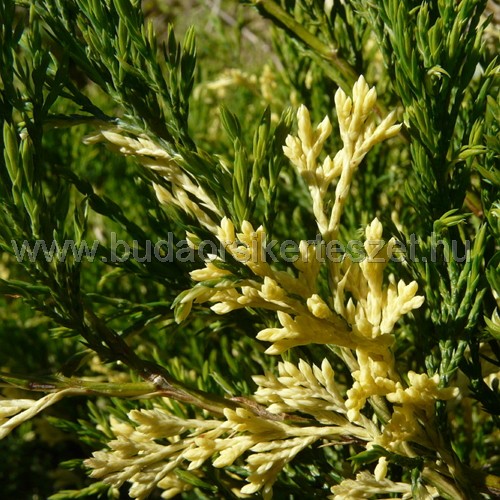 Juniperus sabina 'Variegata' - Nehézszagú boróka