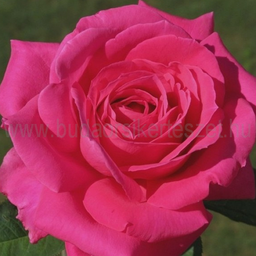 Rosa 'Meidaud' teahibrid vágó rózsa