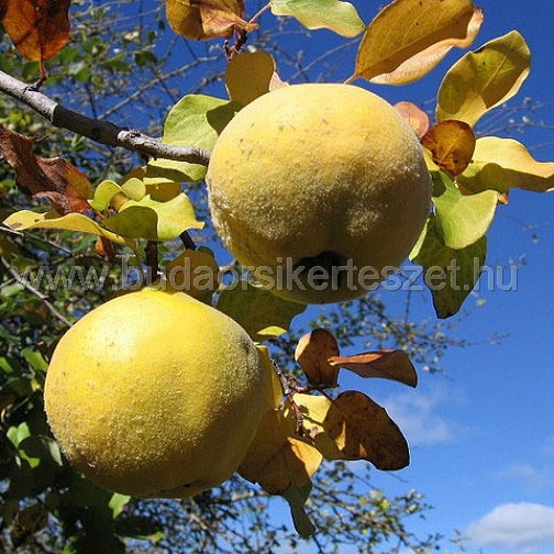 Cydonia oblonga 'Konstantinápoly' - birsalma