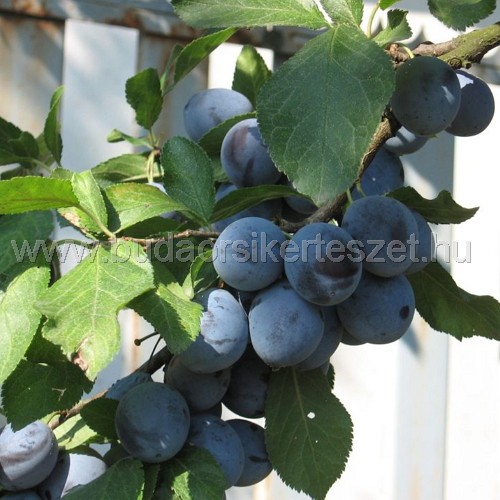 Prunus domestica 'Bluefre' - szilva