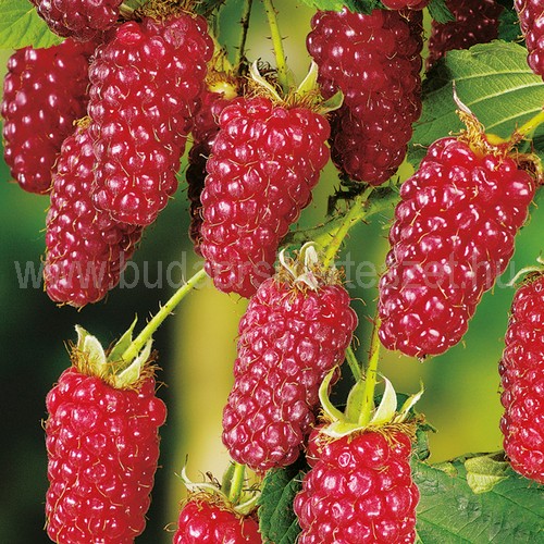 Rubus hybrid 'Tayberry' - szedermálna