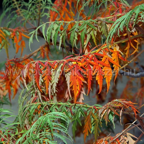 Rhus glabra 'Laciniata' - Torzsás ecetfa