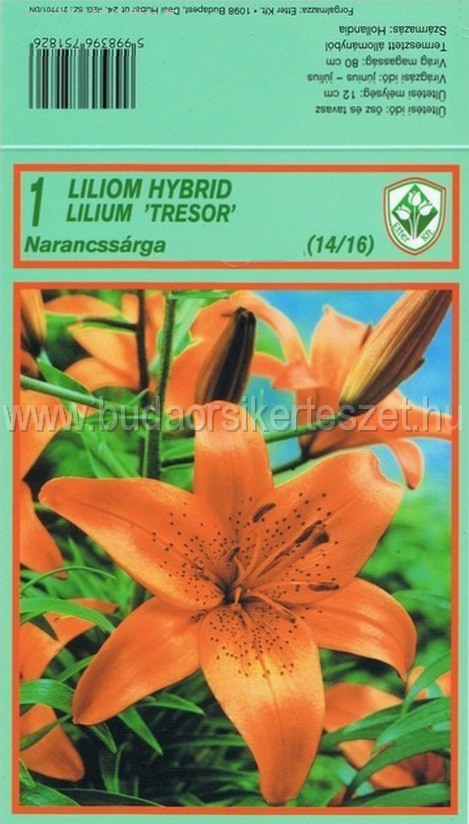 Lilium hybrid 'Tresor' - Liliom