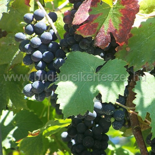 Vitis vinifera 'Esther' - rezisztens csemege szőlő