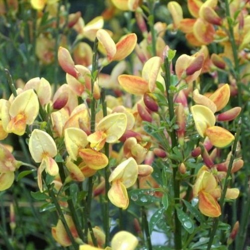 Cytisus apricot 'Gem' - Seprű zanót