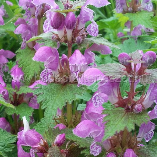 Lamium maculatum - Foltos árvacsalán